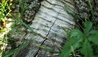 NOVO: Tuji jeziki in popoldne z native speakerjem angleščine 10 Lingula, ta jezična šola | Fotografska razstava 1